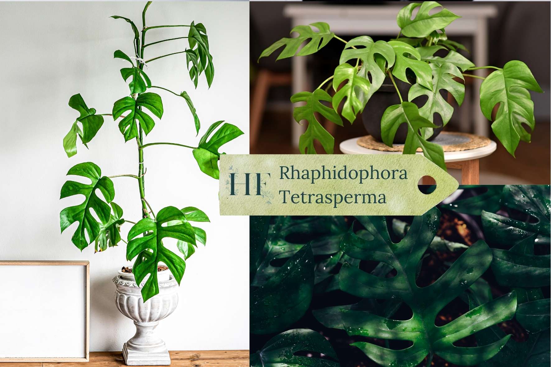 rhaphidophora-tetrasperma-mini-monstera