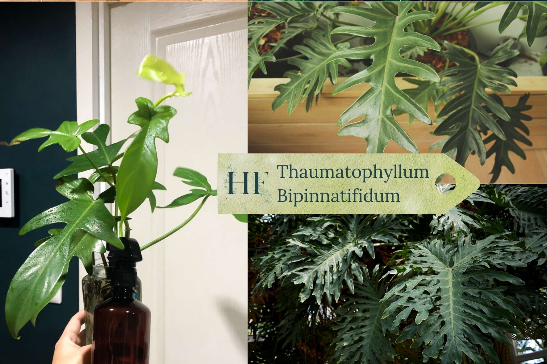 thaumatophyllum-bipinnatifidum-split-leaf-philodendron
