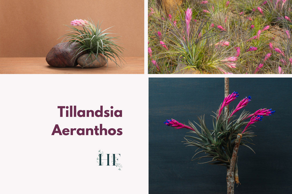 tillandsia-aeranthos-air-plant