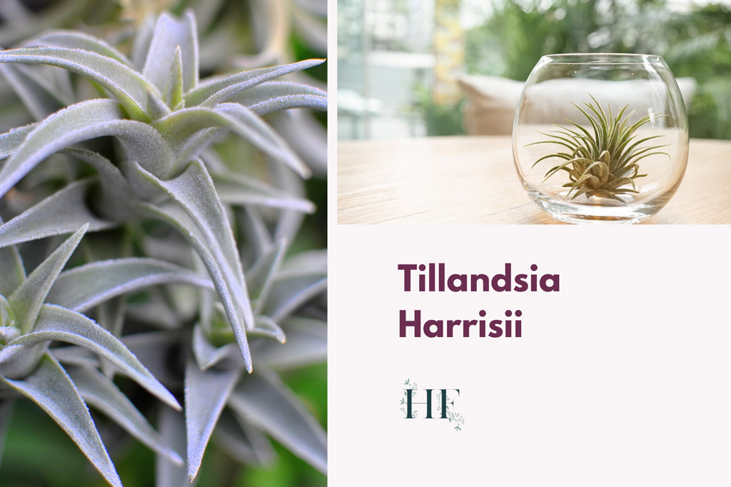 tillandsia-harrisii-air-plant