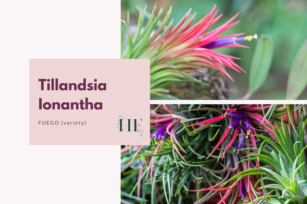 tillandsia-ionantha-air-plant