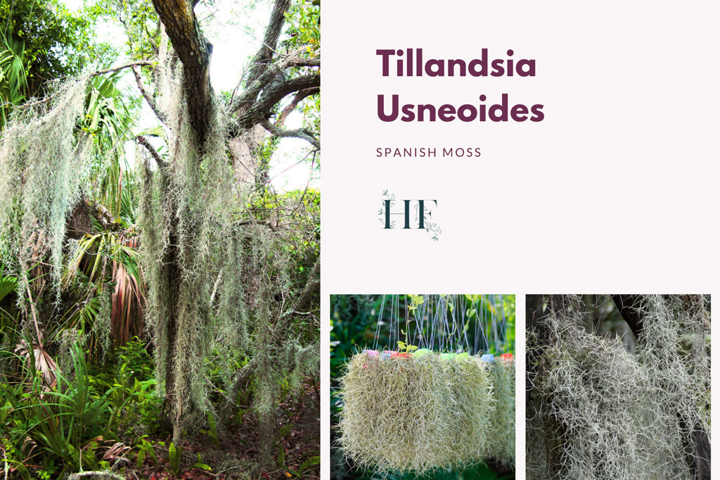 tillandsia-usneoides-spanish-moss-air-plant