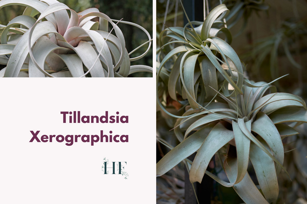 tillandsia-xerographica-air-plant