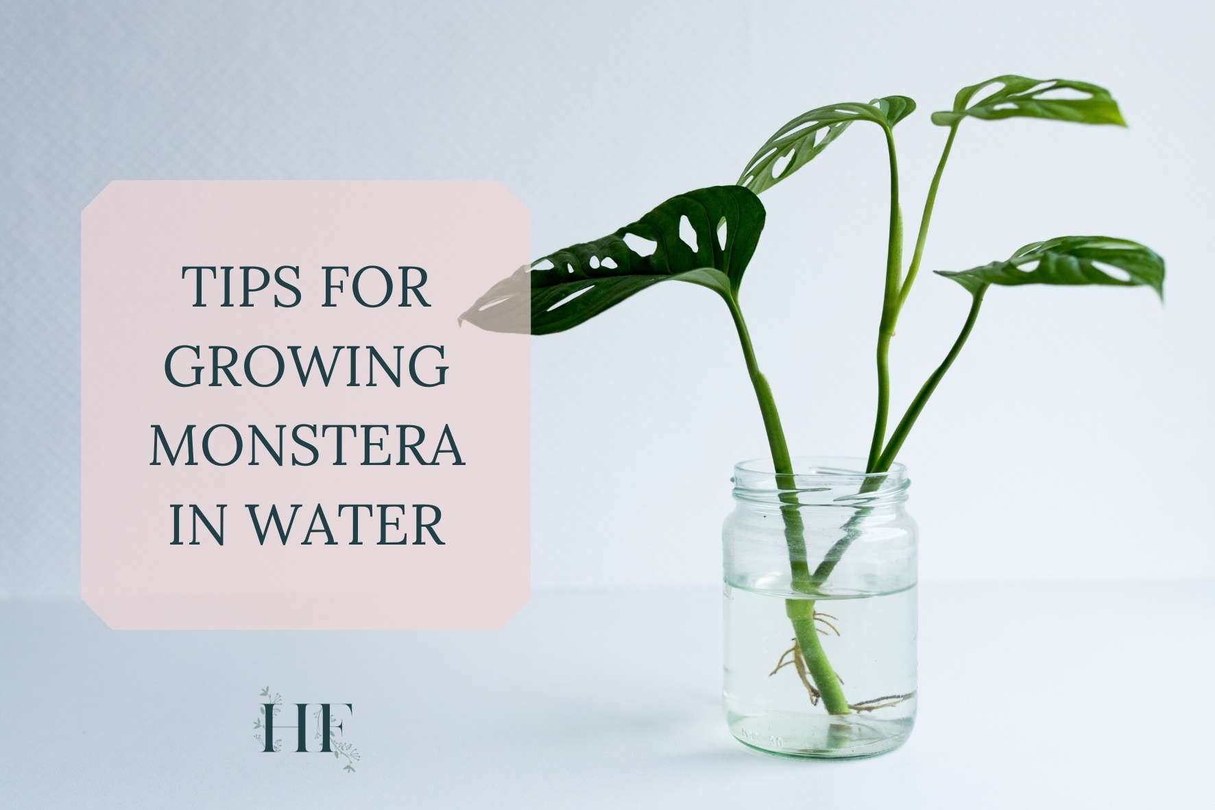 tips-for-growing-monstera-in-water