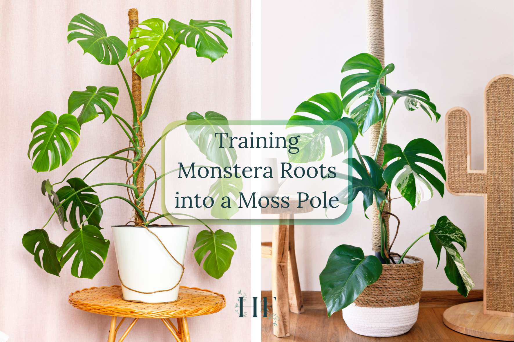 training-monstera-roots-into-a-moss-pole