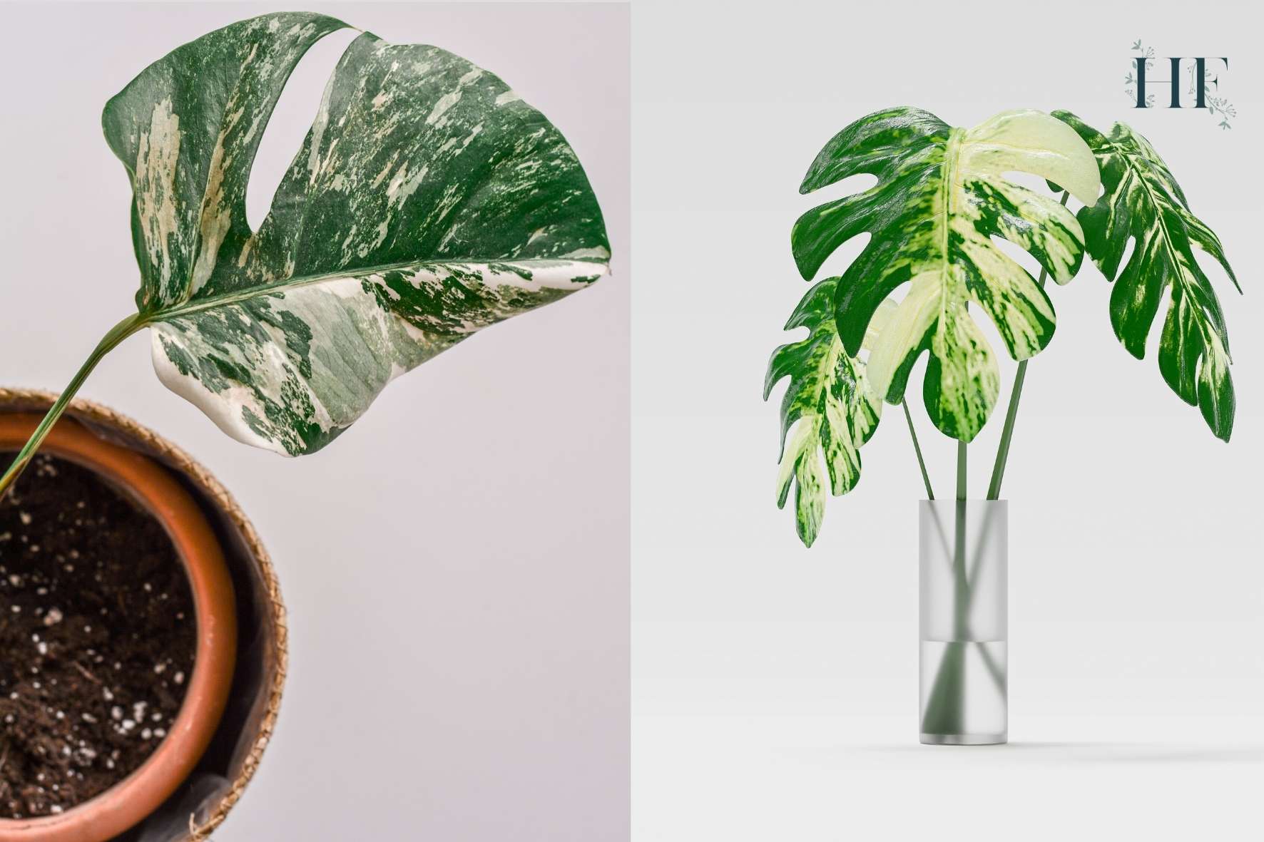 variegated-monstera-cuttings-rooted