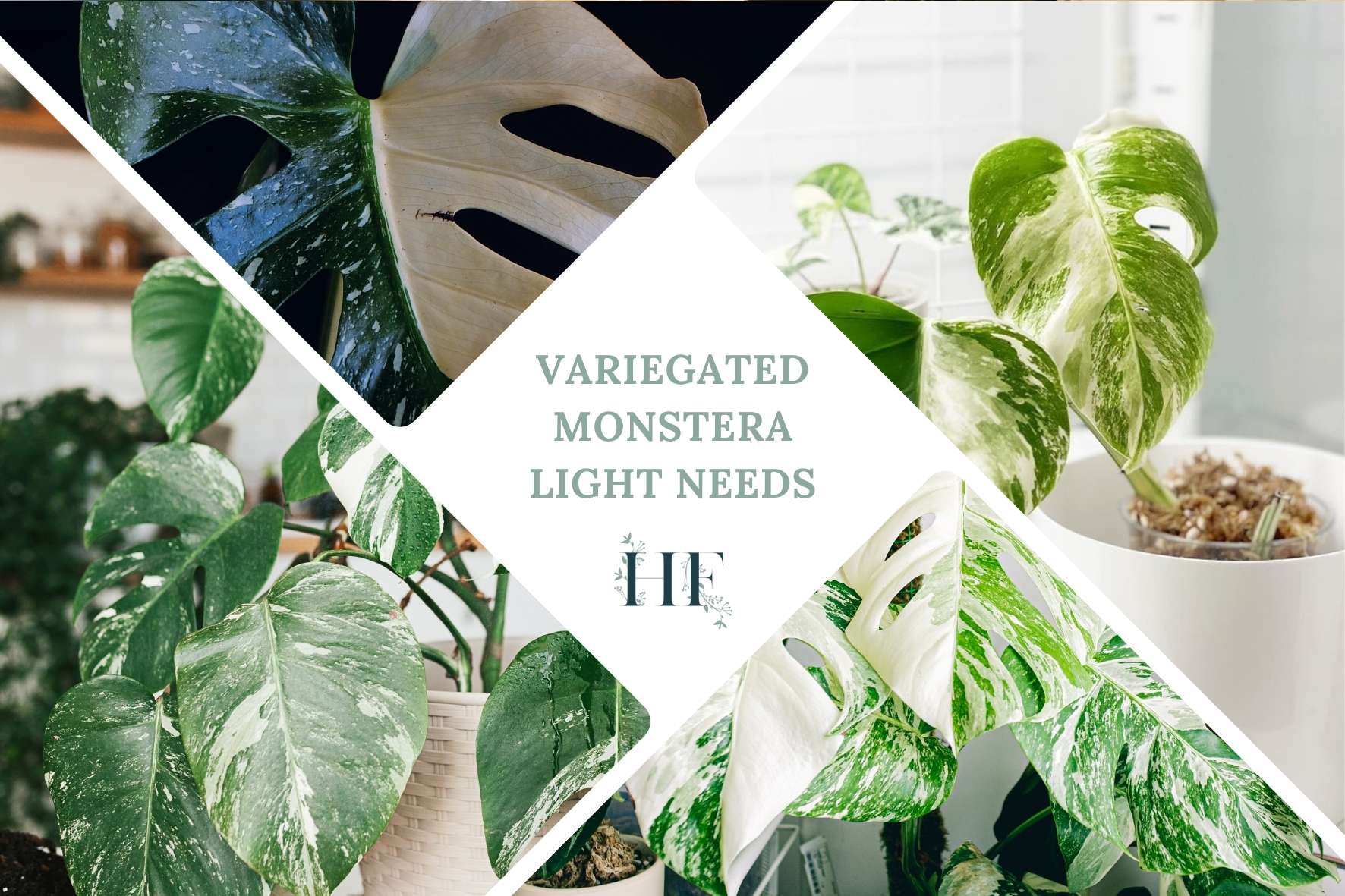 variegated-monstera-light-needs