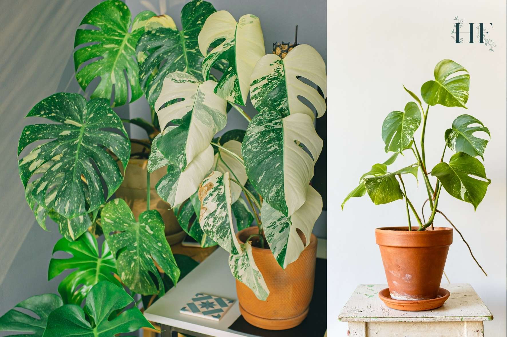 variegated-monstera-signs-patterns-and-colours