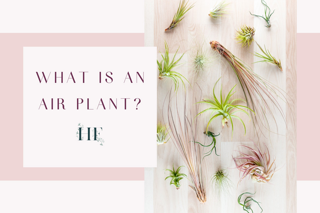 what-is-an-air-plant