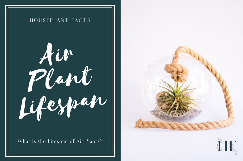 what-is-the-lifespan-of-air-plants