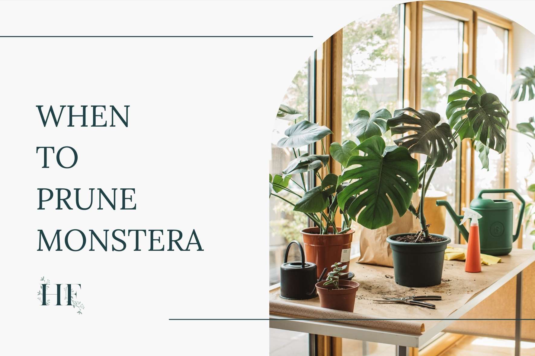 when-to-prune-monstera