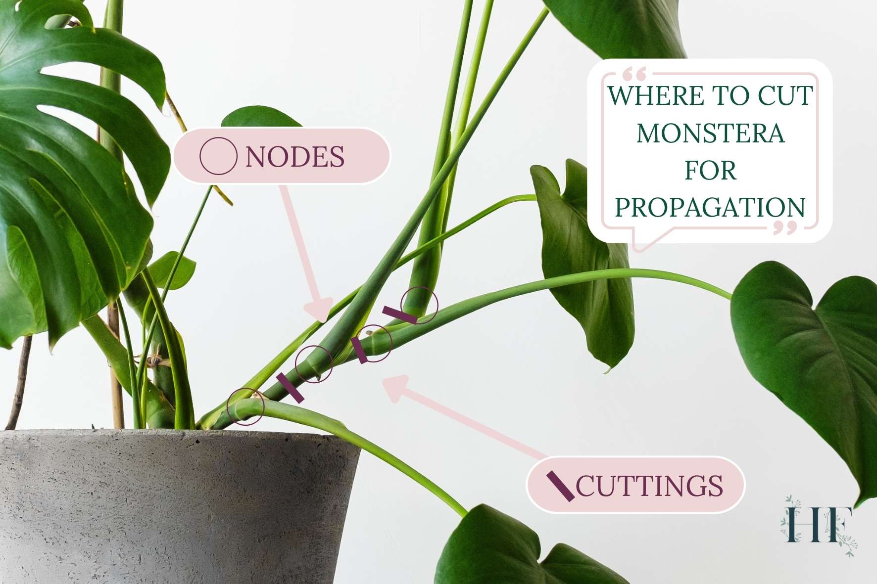 where-to-cut-monstera-for-propagation