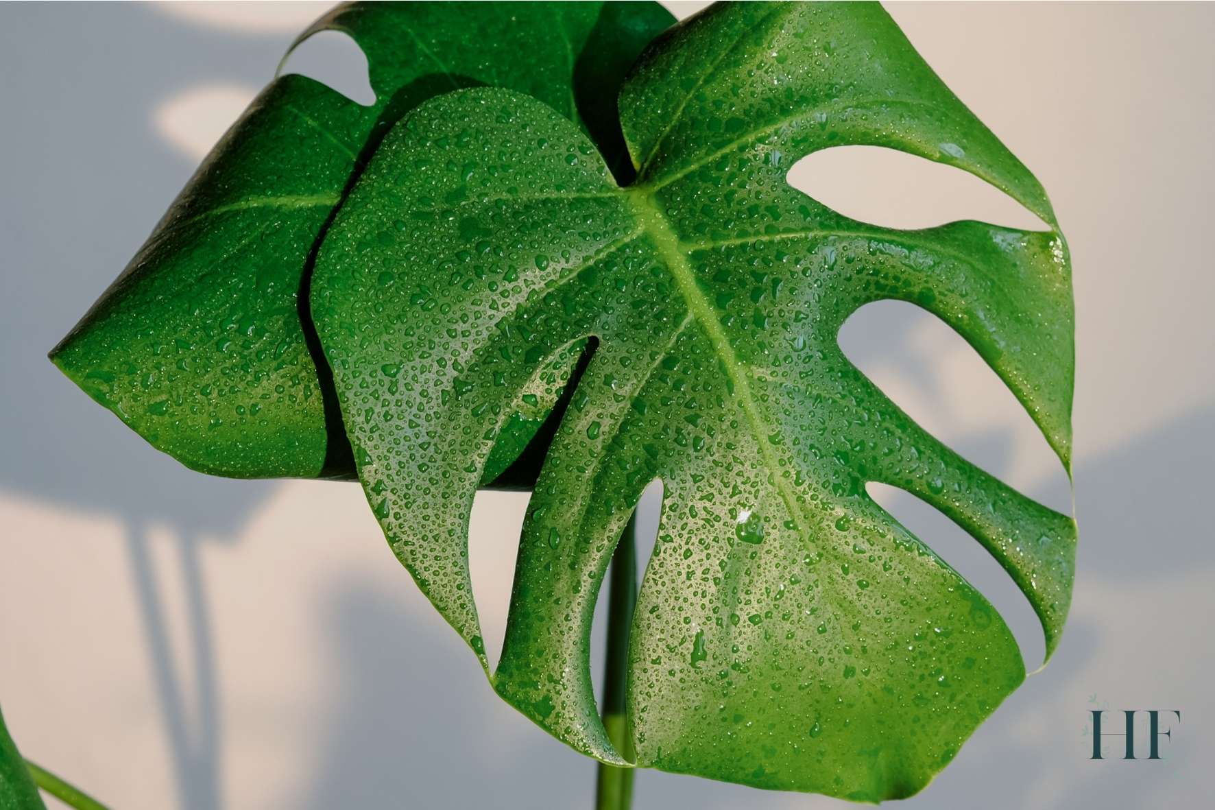 why-does-my-monstera-have-water-drops