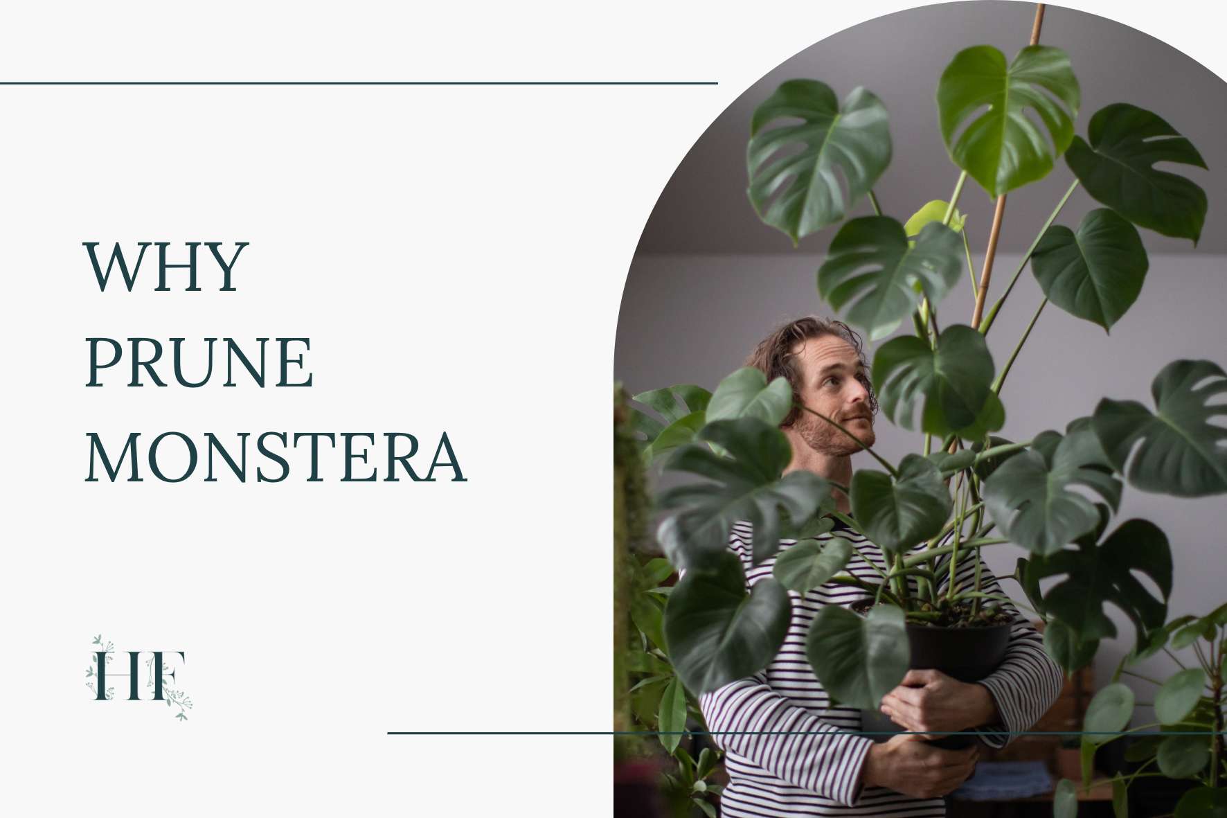 why-prune-monstera