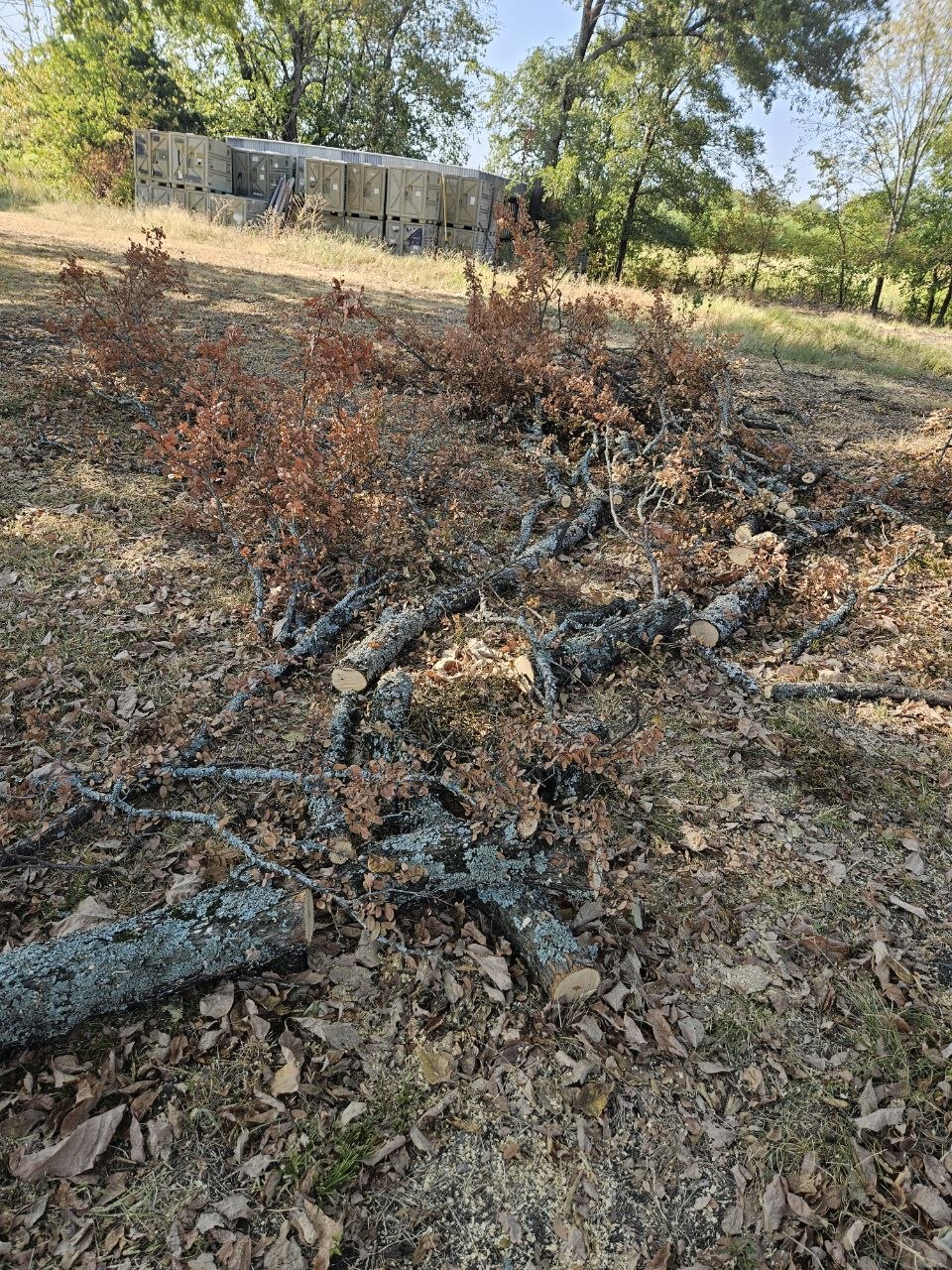 Chainsaw aftermath