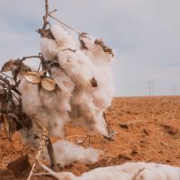 How Climate Change Is Making Tampons (and Lots of Other Stuff) More Expensive