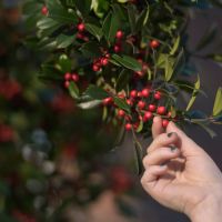 The Unexpected Gift of Dead Plants