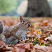 Squirrel Away More Retirement Money: IRS 2023 Qualified Plan Limits Affect Nonqualified Deferred Comp