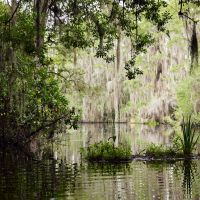 The Fate of the Okefenokee Swamp Is in Your Hands