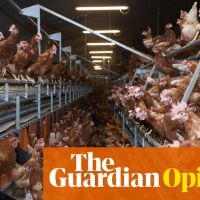Why are eggs so expensive? Because an avian flu killed 43 million hens | Gene Baur