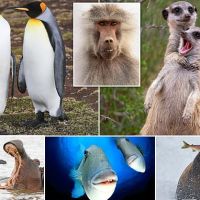 2022s Comedy Wildlife Photography Awards reveals final shortlist