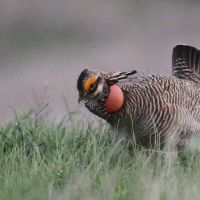 This prairie chicken is Biden’s latest weapon in his war on fossil fuels