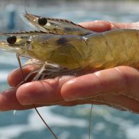 Dirty shrimp farms are punching a huge hole in the environment. A.I. could cut it in half