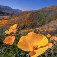 Commentary: Why close the 'super bloom'? Because we can't seem to love nature without trampling it