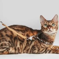 Rich millennials are buying $152 poop-bag holders and $1,100 Hermès dog bowls as luxury brands bank on them spoiling their pets over having kids