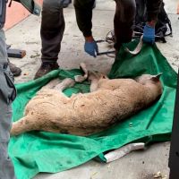 Commentary: The sad plight of P-22, Los Angeles’ mountain lion