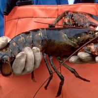 Maine Governor Janet Mills criticized Whole Foods after the grocery chain decided to stop selling the state’s lobsters at its stores