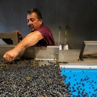 Silicon Valley Bank catered to Napa Valley wineries and could finance ‘French oak barrels’ if needed. The bank’s demise ‘surprised everyone,’ a vineyard owner says.