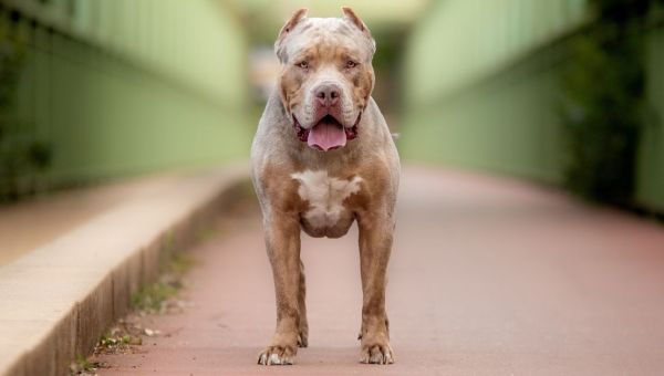 What is an American bully XL and how breed was engineered with ‘screw loose’