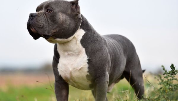 Full list of dogs banned in UK as push for American XL Bully breed to be added