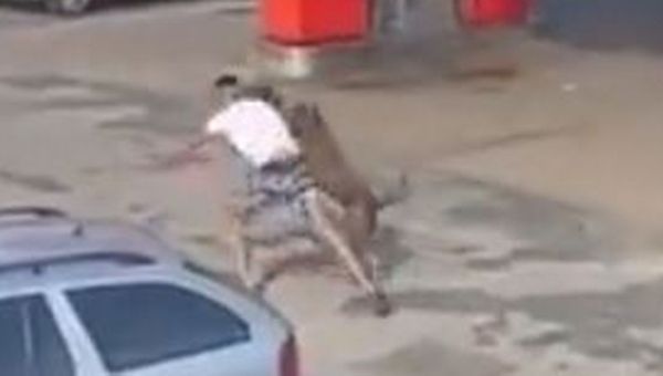 Video shows ‘XL Bully’ rampage leaving girl, 11, injured