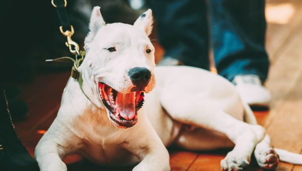 Full list of banned dogs in UK, and what it means if you own one