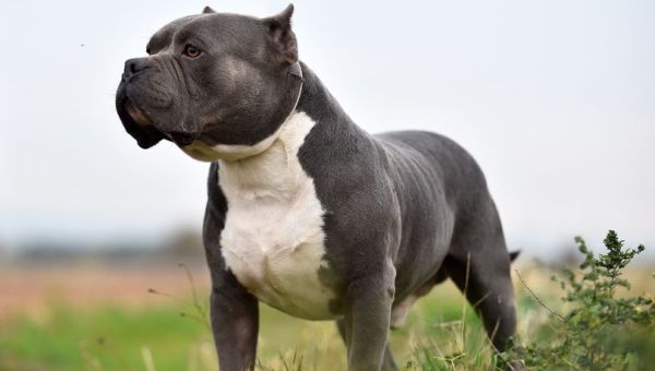 American XL Bully dogs should be banned says Home Secretary