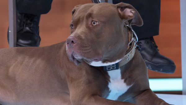 Suella Braverman calls for ban on American Bully XL dogs after attack on child