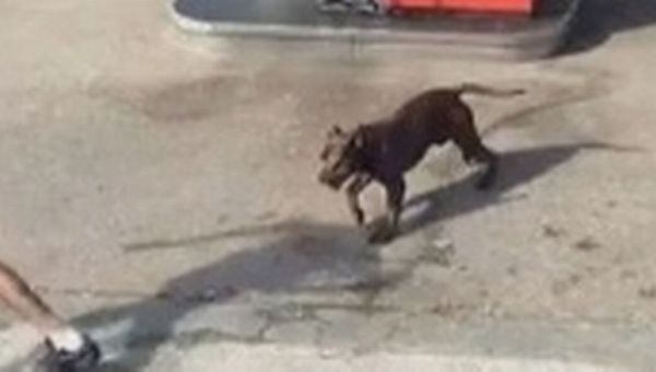 No10 refuses to back Dangerous Dogs Act after latest horror attack on girl