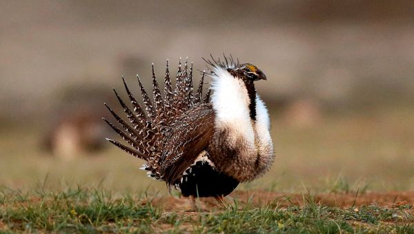 Biden Administration Restricts Development in West to Protect Sage Grouse