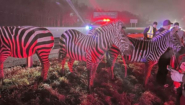 Circus truck goes up in flames and releases zebras and camels onto busy motorway