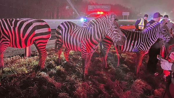 Chaos as truck carrying circus zebras and camels catches fire and animals roam