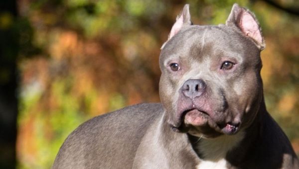 Drakeford says UK Government should ‘get on’ with ban of American Bully XL dogs