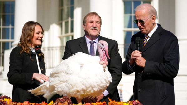 Turkeys pardoned in presidential Thanksgiving tradition to live rest of their lives at NC State
