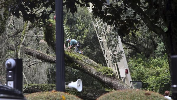 100-Year-Old Tree Falls During Storm at Governor’s Mansion