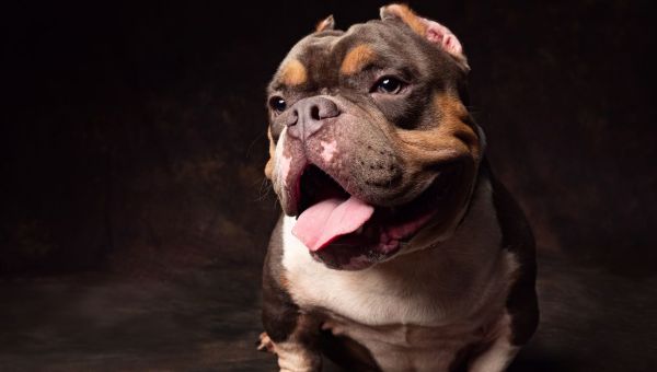 ‘Killer’ bully XL dog set to join these dangerous breeds on UK’s banned list