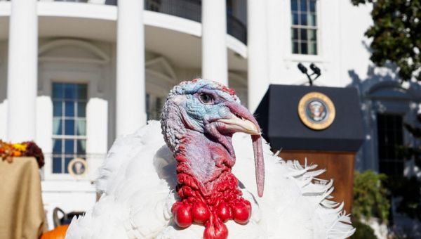 WATCH LIVE: Biden hosts national turkey pardon
