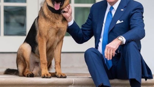 Biden’s Dog, Commander, Bites Secret Service Agent at White House – Asian News from UK