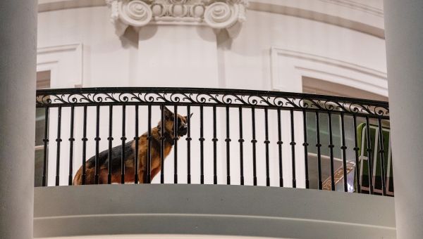 Secret Service Had to Adjust Tactics to Avoid Bites From Biden's Dog