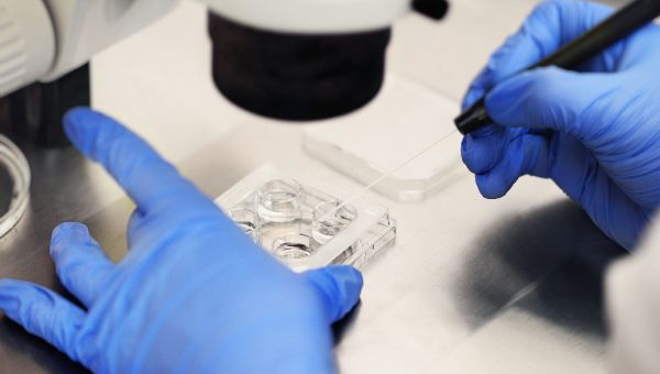 IVF embryos are legally protected children under state law, Alabama Supreme Court rules